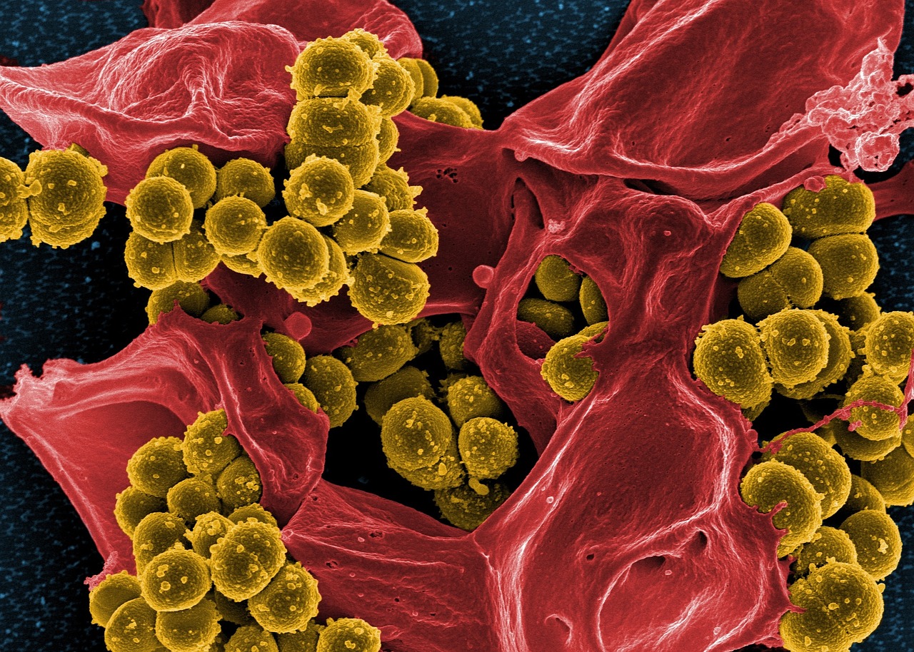 A fost descoperită o bacterie rezistentă la orice tip de antibiotic