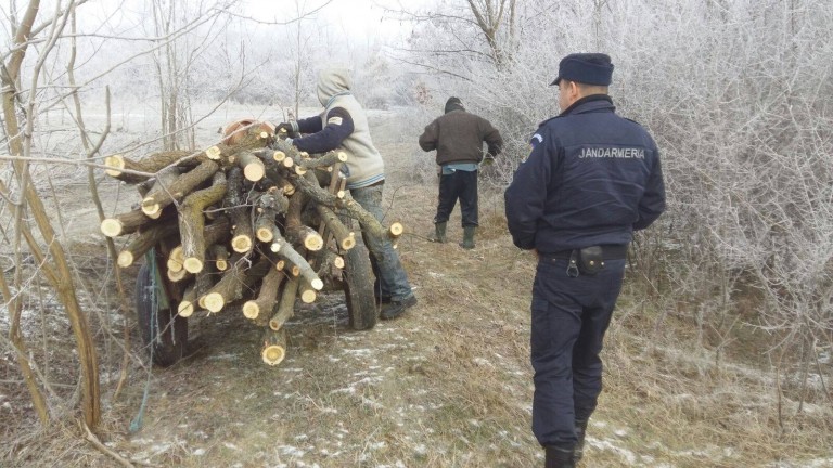 Au tăiat arborii sătenilor! Jandarmii au luat măsuri FOTO