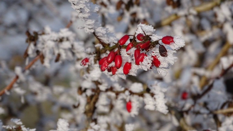 Sfârșit de ianuarie, la margine de Timișoara – GALERIE FOTO