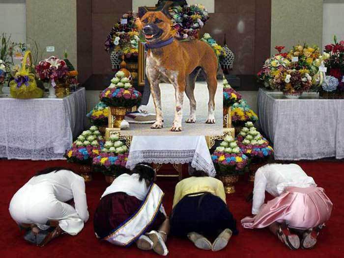 Evenimentul sfârşitului de an 2015 în Thailanda: a murit câinele regelui!
