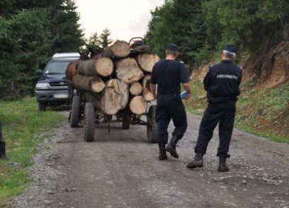 Au tăiat arbori ilegal. Patru timișeni s-au ales cu dosare penale