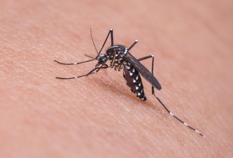 Virusul Zika – urgenţă de sănătate publică la nivel global!