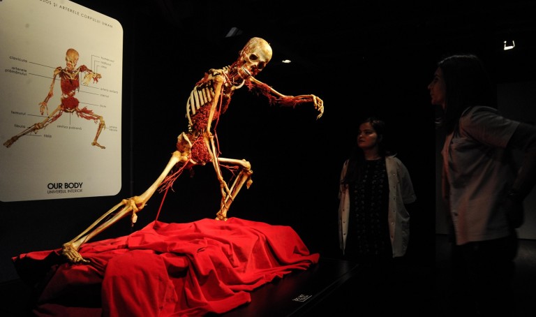 Corpul uman, expus la Timişoara. „Our Body” şi-a deschis porţile / FOTO