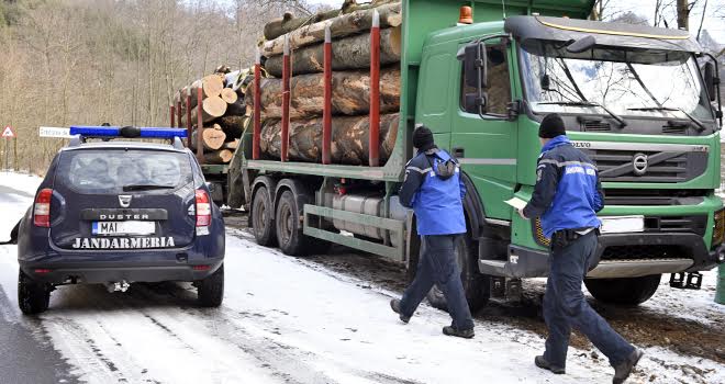 Bilanţul Jandarmeriei în ianuarie: 500 mc masă lemnoasă recuperată, peste 400 de sancţiuni aplicate, în valoare de 264.000 de lei