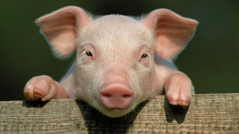 S-au găsit porcii fantomă crescuți cu fonduri europene. Așa, de vreo 5.000.000 euro!…