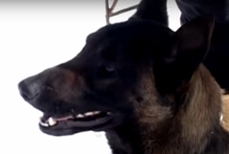 Doar 2 câini atestați oficial pentru salvarea din avalanșe. Unul este din Caraș-Severin!…