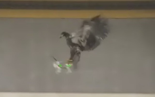 O lume nebuna! Poliția olandeză dresează vulturi pentru distrugerea dronelor VIDEO