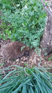 Arici in gradina la Oravita