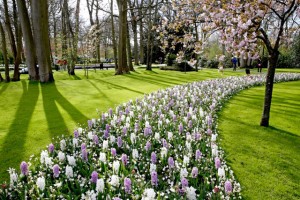 Keukenhof-02