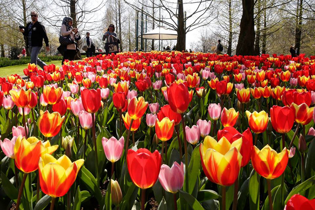 Keukenhof-05