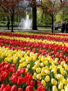 Keukenhof-06