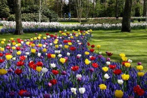 Keukenhof-09