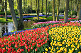 Keukenhof 1