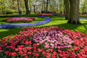 Keukenhof-10