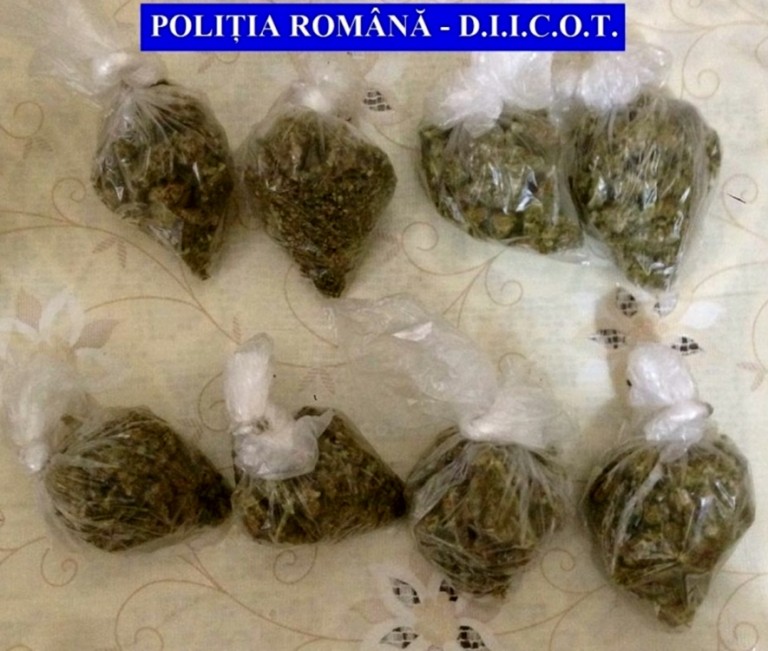 Cannabis la ghiveci, în localități din Timiș! Rețea de traficanți de droguri, destructurată de polițiști