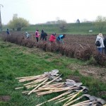 plantare copaci voluntari (10)