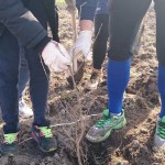 plantare copaci voluntari (12)