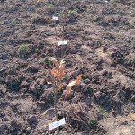 plantare copaci voluntari (6)