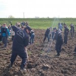 plantare copaci voluntari (7)