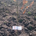 plantare copaci voluntari (8)
