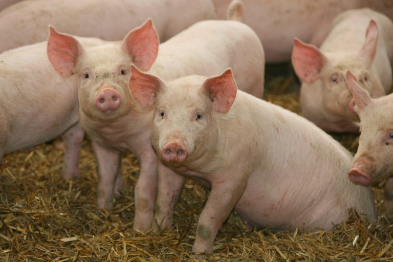 Veste excelentă pentru economia Banatului. România va putea exporta porci vii în Uniunea Europeană!