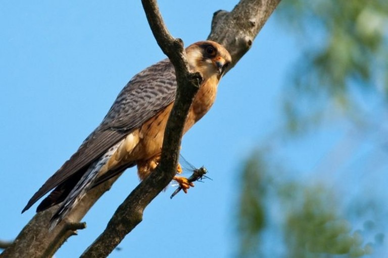 Cea mai importantă colonie de vânturel de seară din România se află în Banat