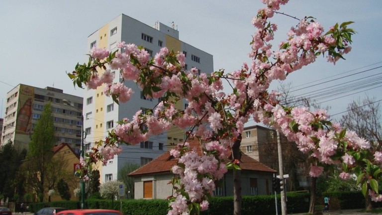Japonezii aduși de Primăria Timișoara s-au adaptat perfect. FOTO + VIDEO