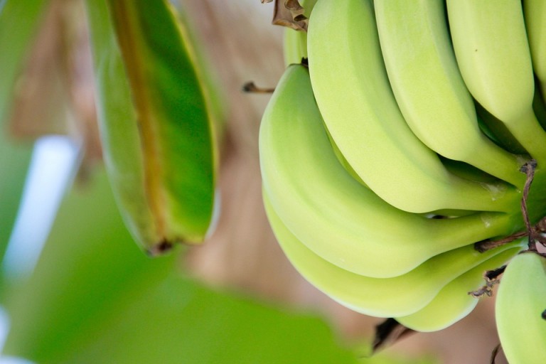 Ce se întâmplă dacă mănânci banane necoapte