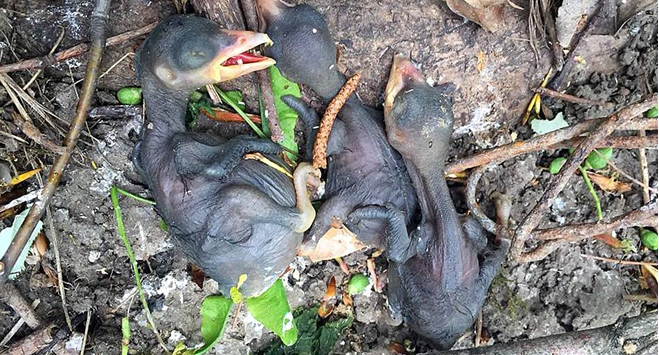 Imagini scandaloase: cum omoară Primăria Timișoara puii de ciori. FOTO