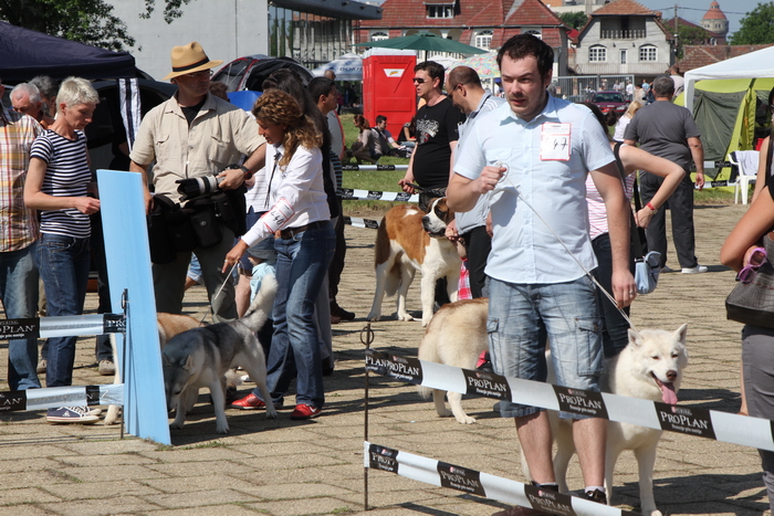 Cei mai frumoși câini din lume vor putea fi văzuți la Timișoara