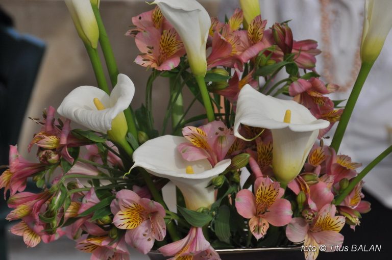 Troc cu plante și ghivece, la Timișoara