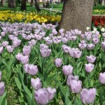 parcul justitiei (3)