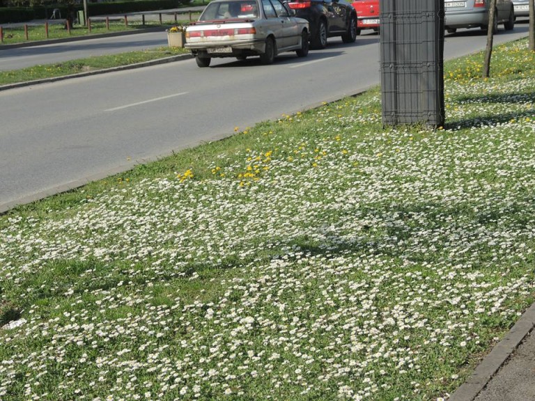 Ce șanse sunt să vină primăvara! Cum va fi vremea în Banat la începutul săptămânii…