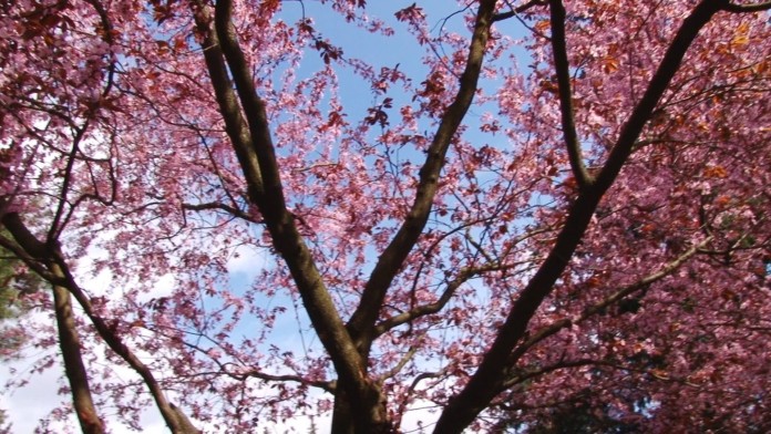 primavara-copaci-infloriti-timisoara_13