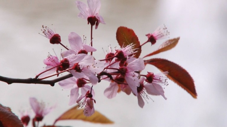 Temperaturi de vară în Banat. Astăzi, 25 de grade la Timişoara. Vezi cum va fi vremea în zilele următoare!