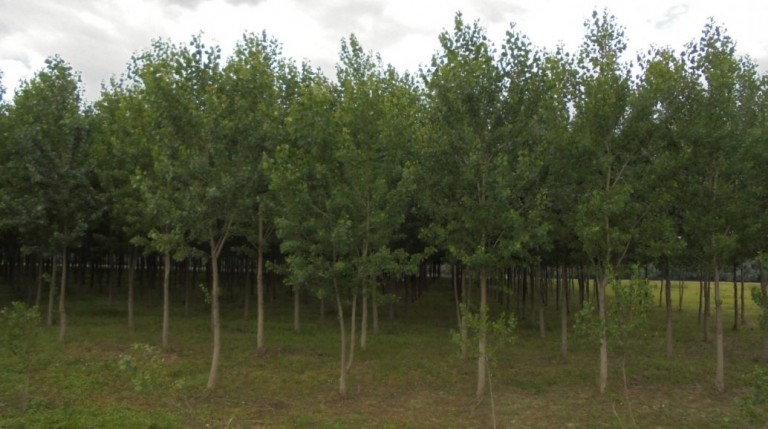 Romsilva donează peste 158.000 de puieţi, Primăria Timişoara plantează doar 10.000