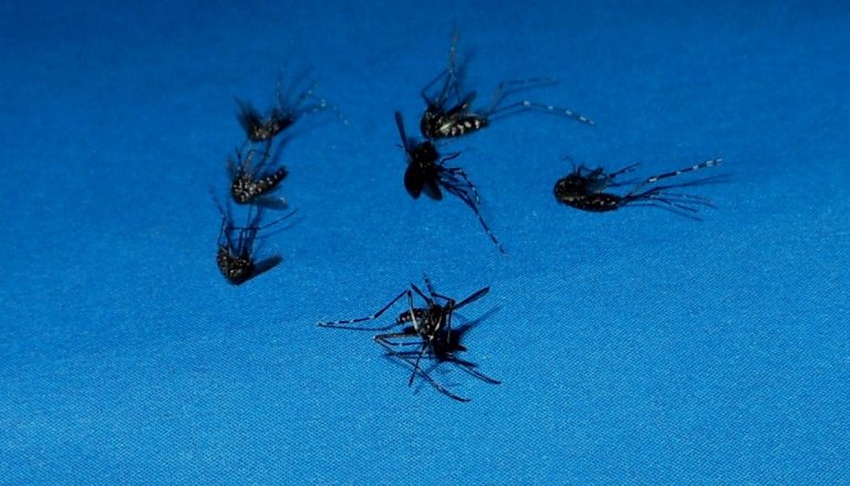 Țânțarul tigru asiatic este așteptat să facă probleme și în județul Timiș