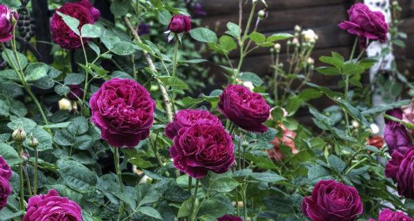 Palmierii se întorc la locul lor. Surpriză pentru timișoreni: unde vom putea admira trandafiri mov