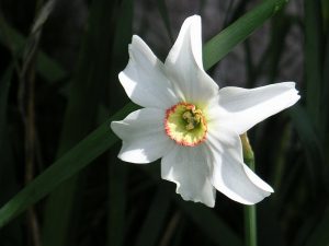 Narcissus_poeticus
