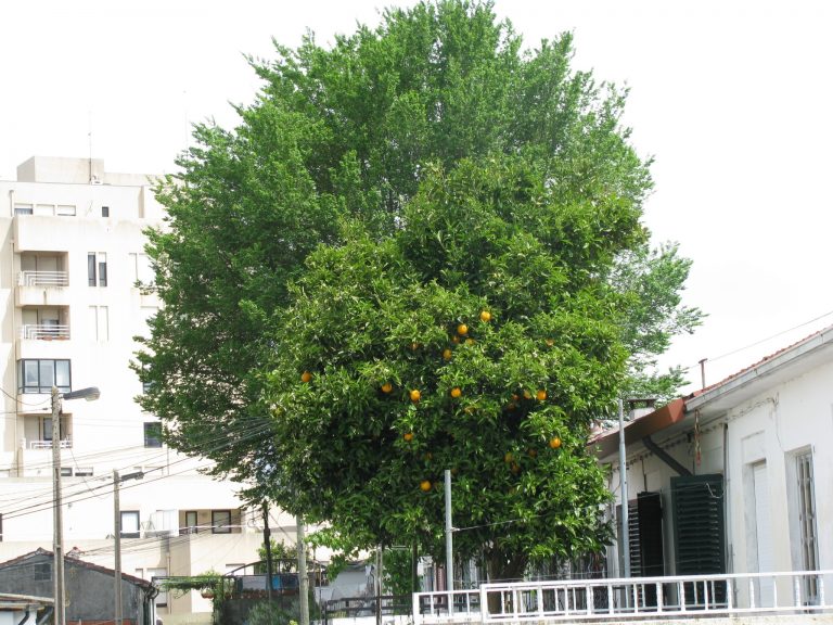 În zona „Circumvalaţiunii” s-au copt… portocalele