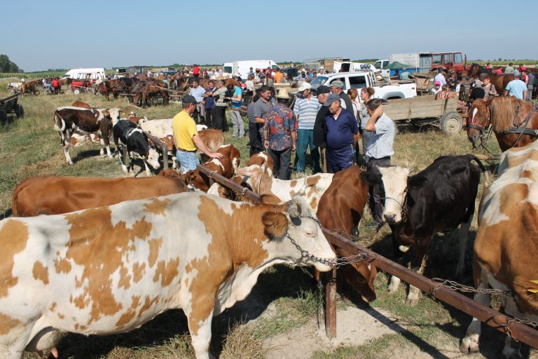 Târgurile de animale, interzise în vestul ţării din cauza unei alerte de boală