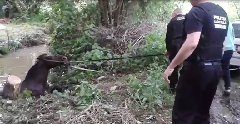Salvat de la înec. Un cal a căzut într-un canal cu apă din zona Plopi-VIDEO