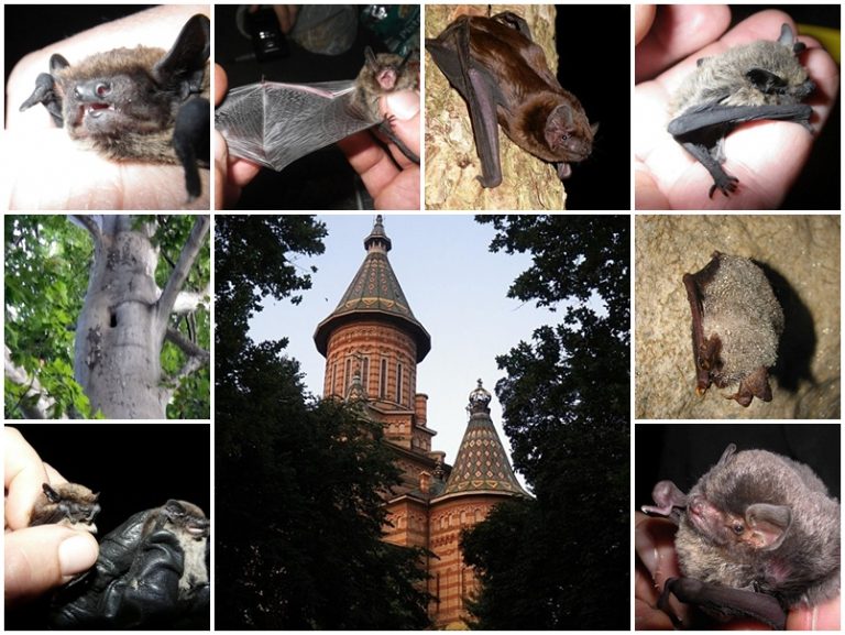 Mii de lilieci sunt locuitorii invizibili ai municipiului Timișoara