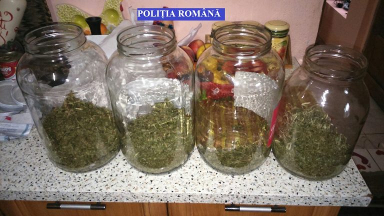 Un kilogram de cannabis și 6 traficanți la Sânnicolau Mare și Timișoara FOTO