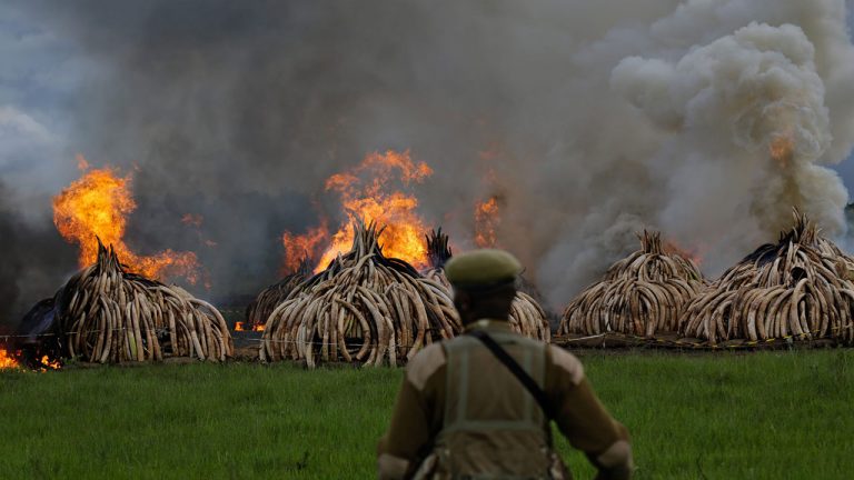 Președintele Kenyei a dat foc la peste 100 de tone de fildeș – VIDEO