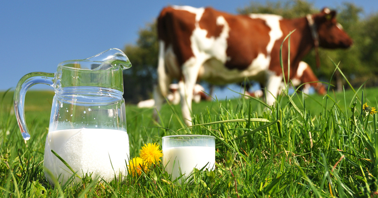 Cererile pentru obţinerea ajutorului financiar european de către producătorii de lapte se pot depune în perioada 30 mai – 6 iunie