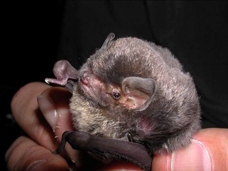 Liliecii care au oprit lucrările la autostrada Lugoj-Deva vor fi mutați în Timiș!