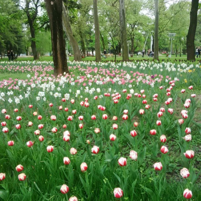 Tânără prinsă la cules de narcise în Parcul Justiției. Cât a plătit pentru ele