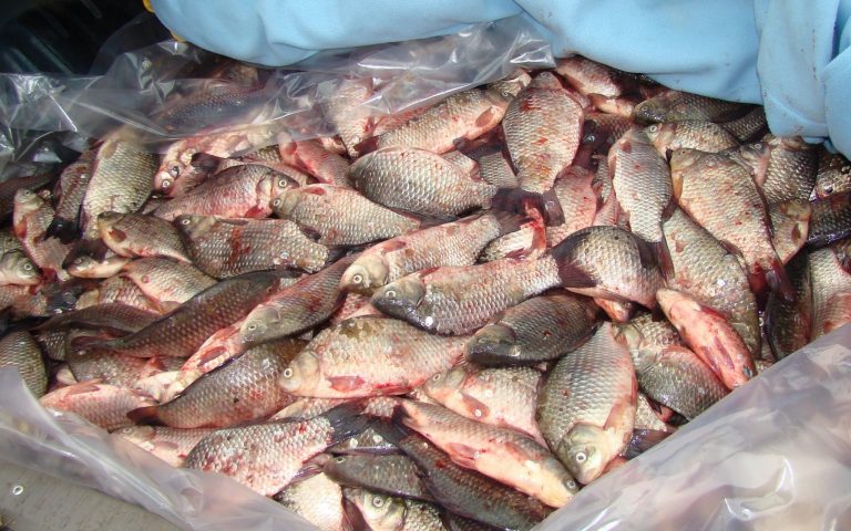 100 kg de pește pe zi. Cam atât văd polițiștii din braconajul din România…