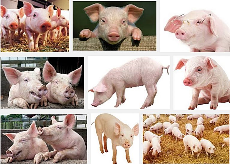 A scăzut numărul porcilor în România. Dar la capre suntem pe locul 4 în Europa!…